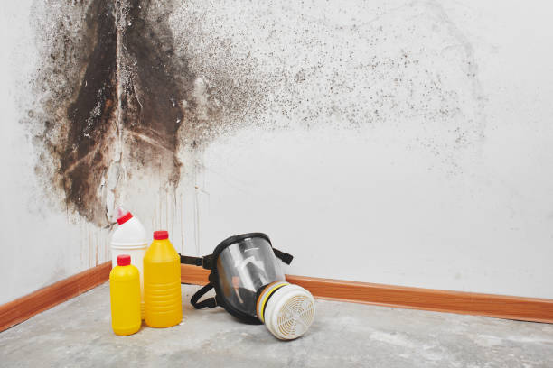 Best Toxic Mold Removal  in Sandwich, IL