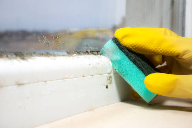 Best Local Mold Removal Service  in Sandwich, IL