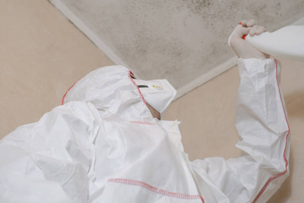 Best Fast Mold Removal  in Sandwich, IL