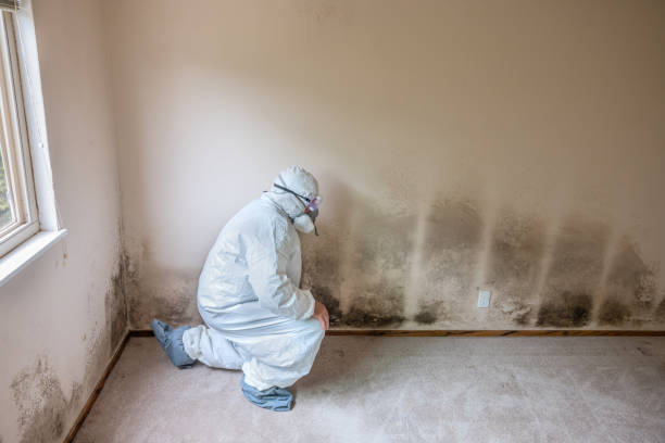 Best Emergency Mold Removal  in Sandwich, IL